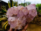 Natural Cactus Flower Smokey Amethyst Spirit Clusters x 2 From South Africa - Toprock Gemstones and Minerals 
