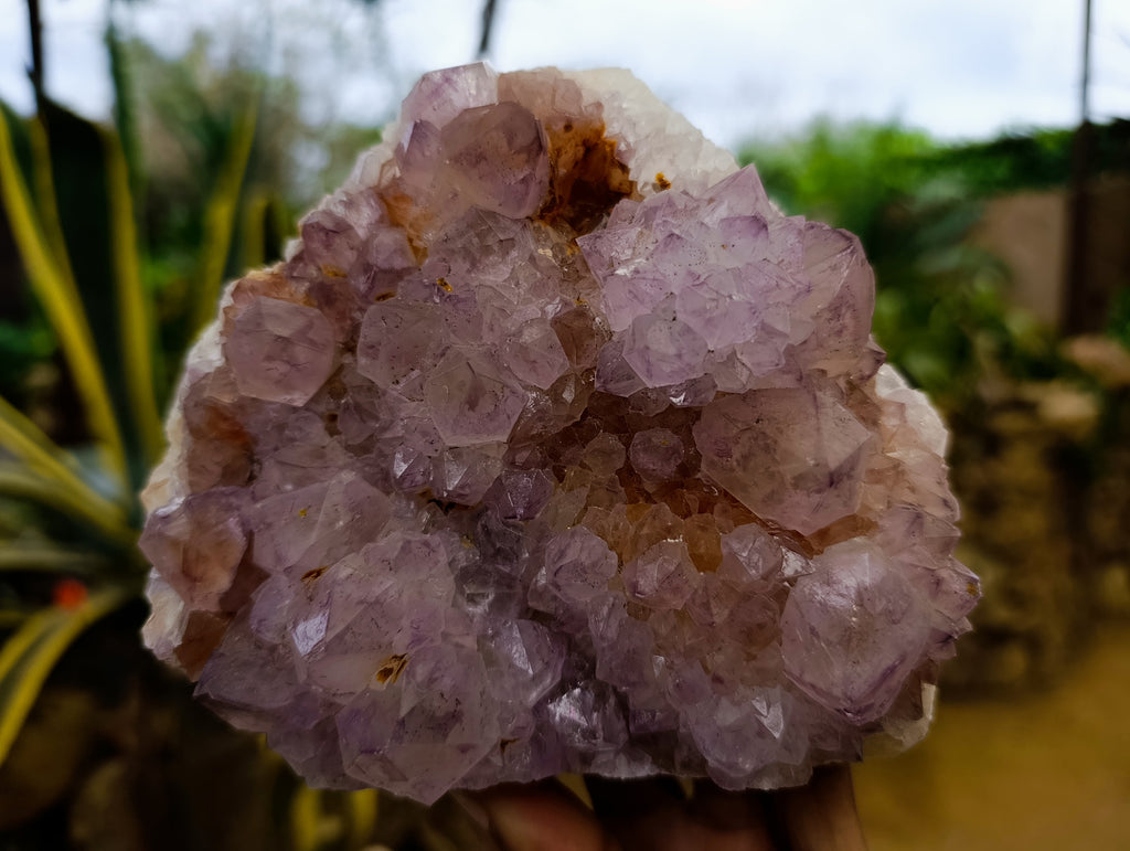 Natural Cactus Flower Smokey Amethyst Spirit Clusters x 2 From South Africa - Toprock Gemstones and Minerals 