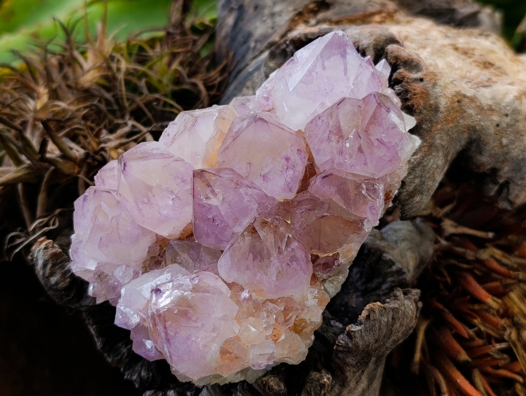 Natural Cactus Flower Smokey Amethyst Spirit Clusters x 2 From South Africa - Toprock Gemstones and Minerals 