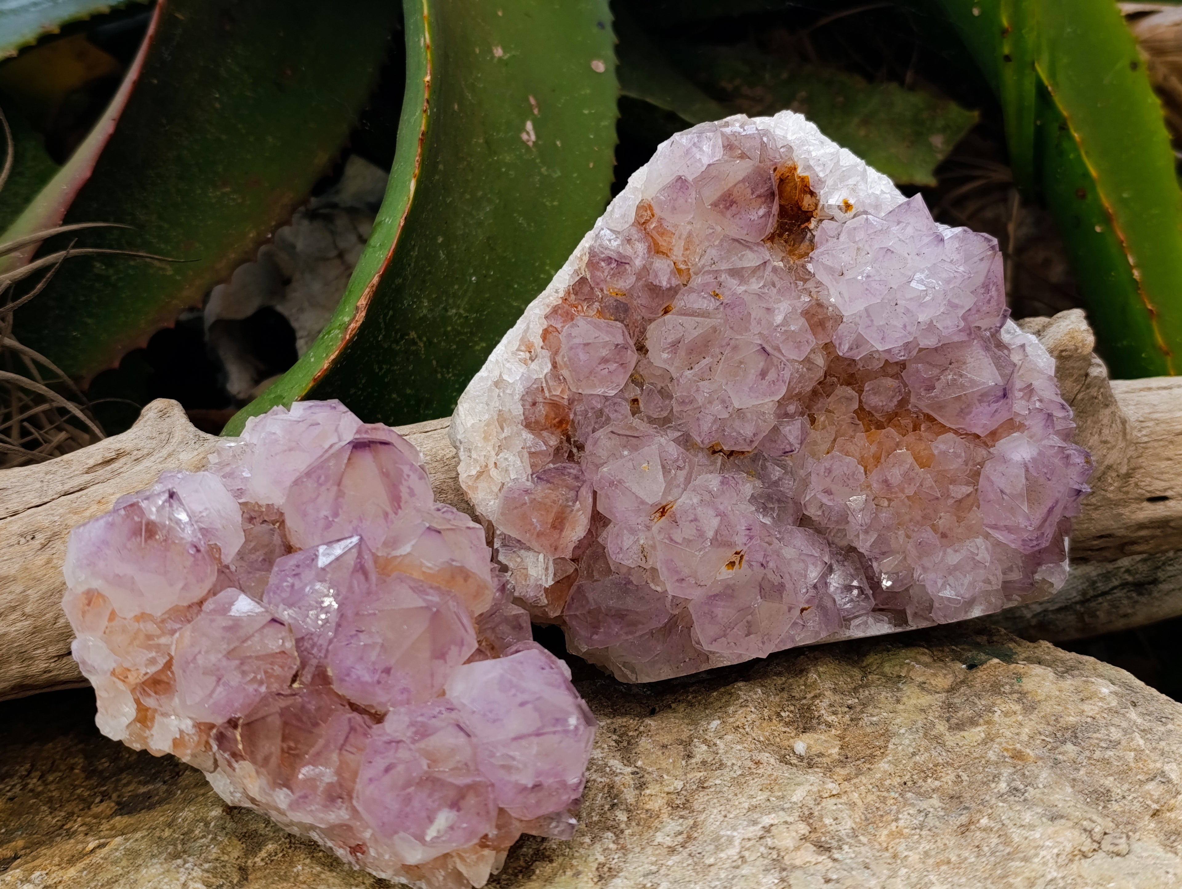 Natural Cactus Flower Smokey Amethyst Spirit Clusters x 2 From South Africa - Toprock Gemstones and Minerals 