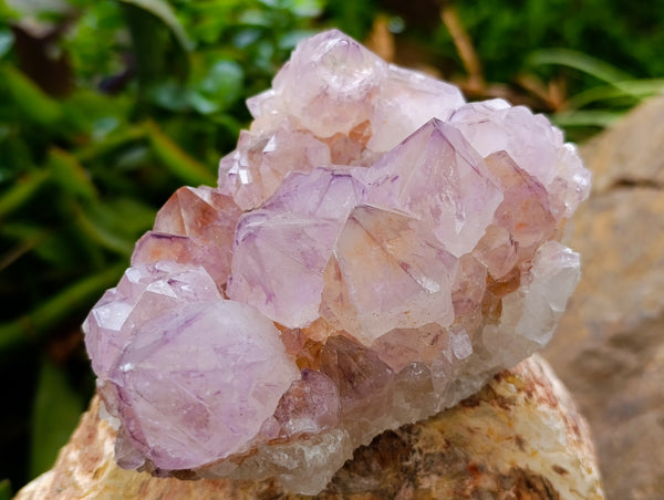 Natural Cactus Flower Smokey Amethyst Spirit Clusters x 2 From South Africa - Toprock Gemstones and Minerals 