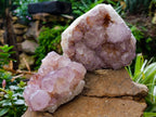 Natural Cactus Flower Smokey Amethyst Spirit Clusters x 2 From South Africa - Toprock Gemstones and Minerals 