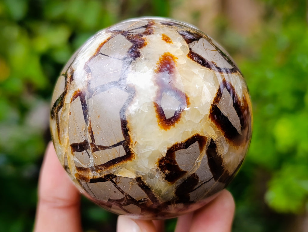 Polished Septerye Spheres x 5 From Mahajanga, Madagascar - Toprock Gemstones and Minerals 