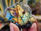 Polished On One Side Labradorite Plates x 35 From Madagascar - Toprock Gemstones and Minerals 