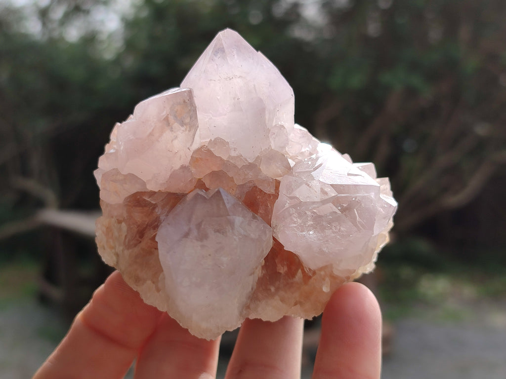Natural Cactus Flower Amethyst Spirit Quartz Clusters x 4 From South Africa - Toprock Gemstones and Minerals 