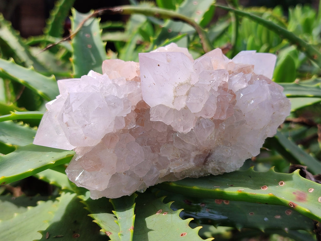 Natural Cactus Flower Amethyst Spirit Quartz Clusters x 4 From South Africa - Toprock Gemstones and Minerals 