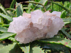 Natural Cactus Flower Amethyst Spirit Quartz Clusters x 4 From South Africa - Toprock Gemstones and Minerals 