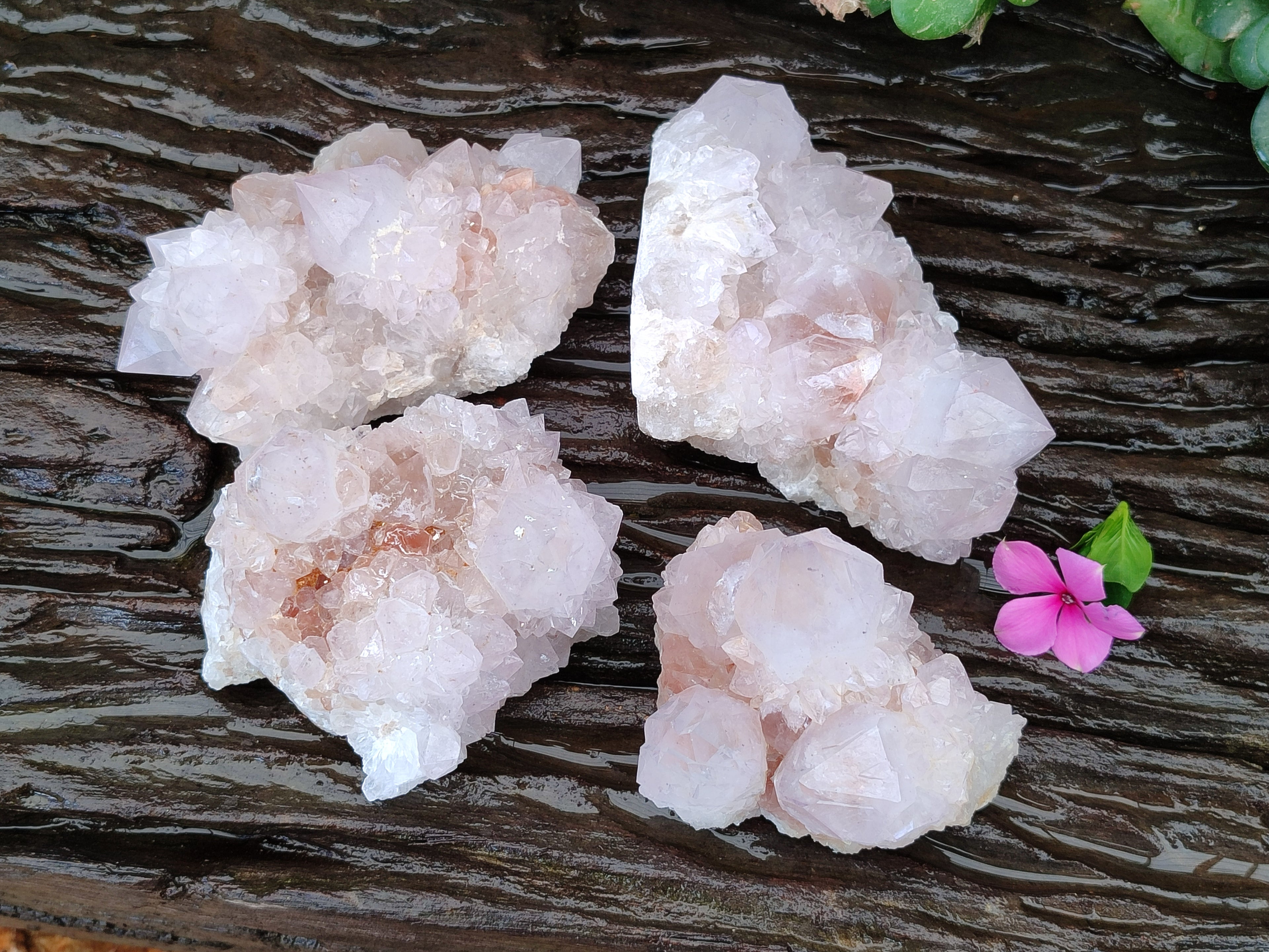 Natural Cactus Flower Amethyst Spirit Quartz Clusters x 4 From South Africa - Toprock Gemstones and Minerals 