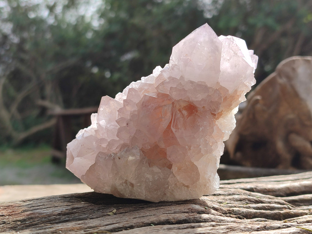 Natural Cactus Flower Amethyst Spirit Quartz Clusters x 4 From South Africa - Toprock Gemstones and Minerals 