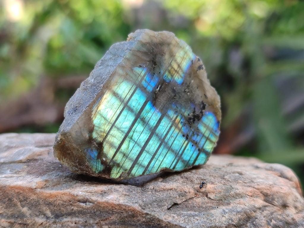 Polished On One Side Small Labradorite Plates x 70 From Tulear, Madagascar - Toprock Gemstones and Minerals 