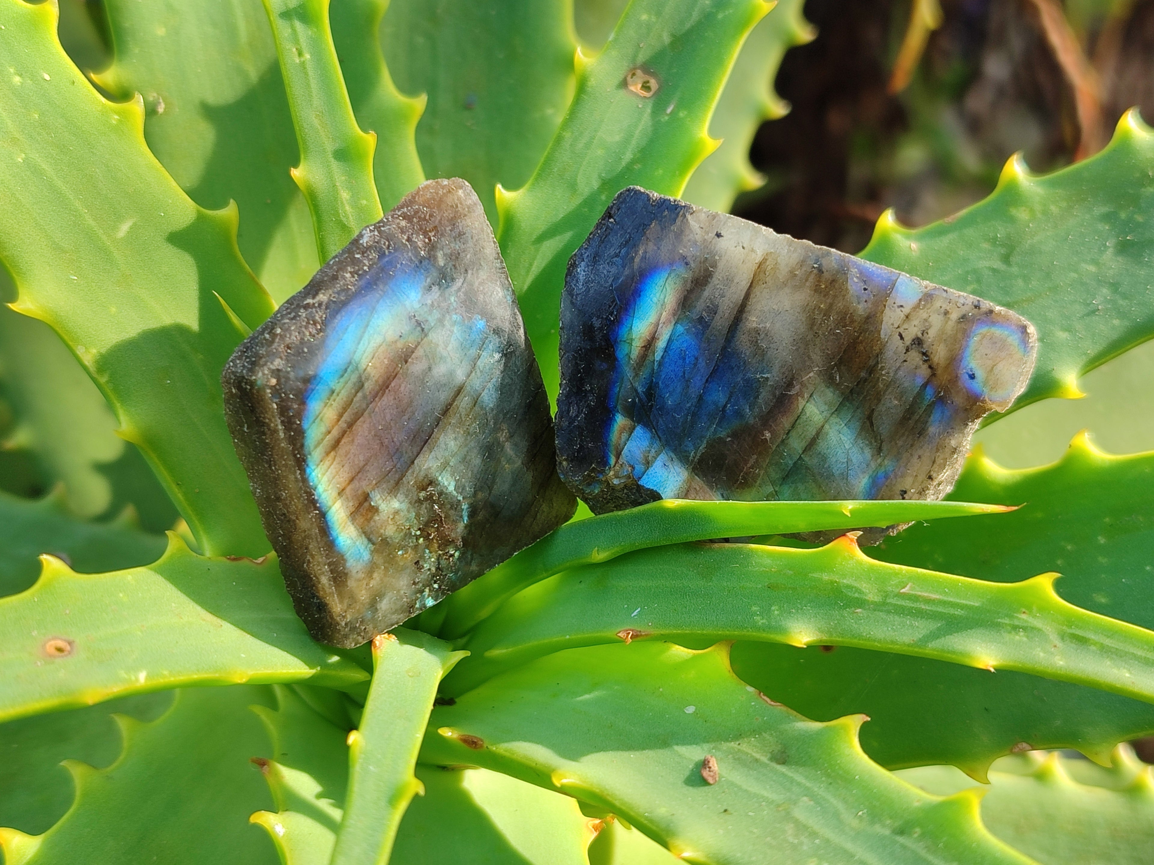 Polished On One Side Small Labradorite Plates x 70 From Tulear, Madagascar - Toprock Gemstones and Minerals 