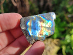 Polished On One Side Small Labradorite Plates x 70 From Tulear, Madagascar - Toprock Gemstones and Minerals 