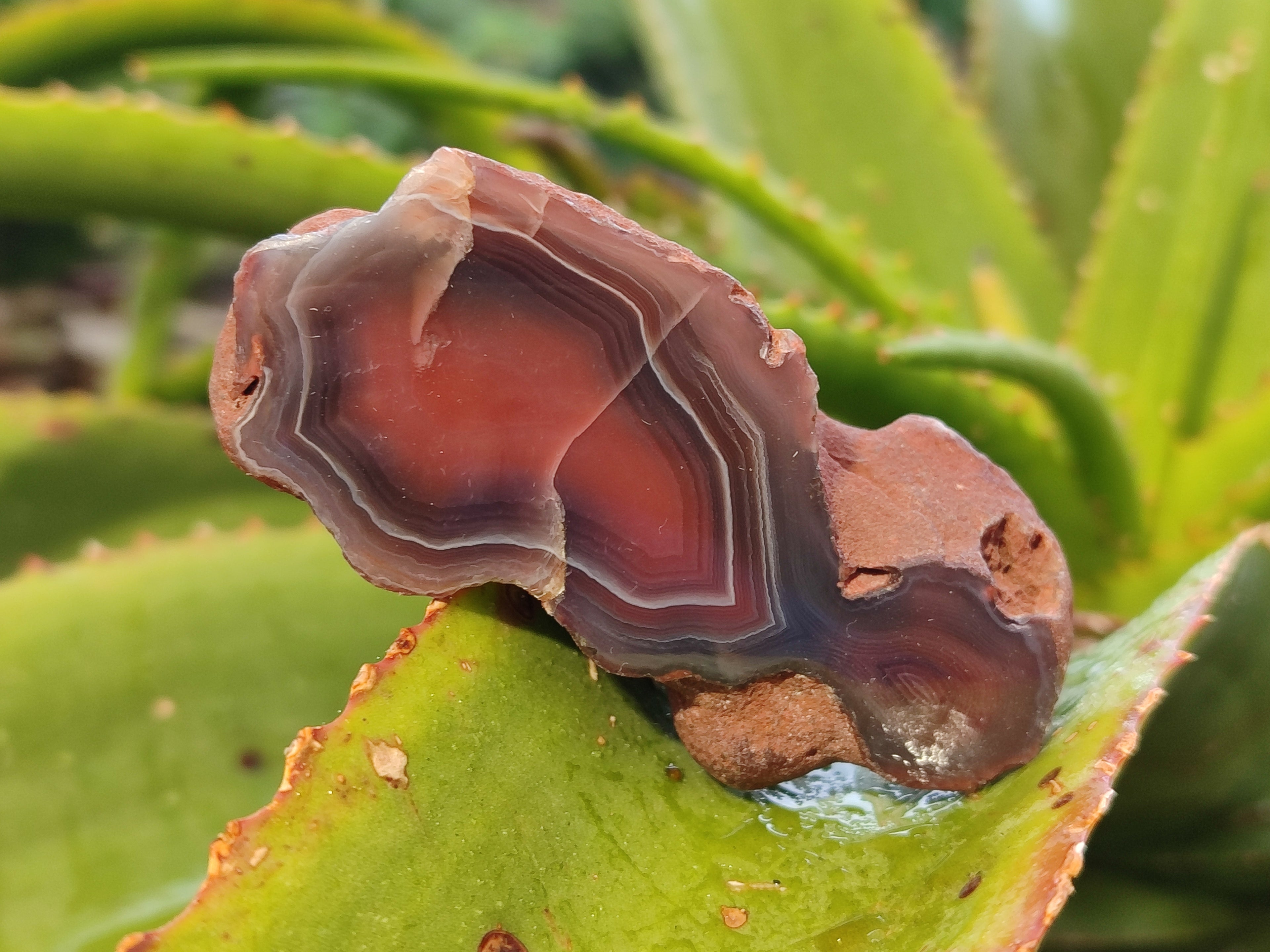Polished On One Side Red Sashe River Agate Nodules x 12 From Zimbabwe - Toprock Gemstones and Minerals 