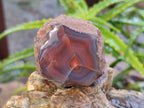 Polished On One Side Red Sashe River Agate Nodules x 12 From Zimbabwe - Toprock Gemstones and Minerals 