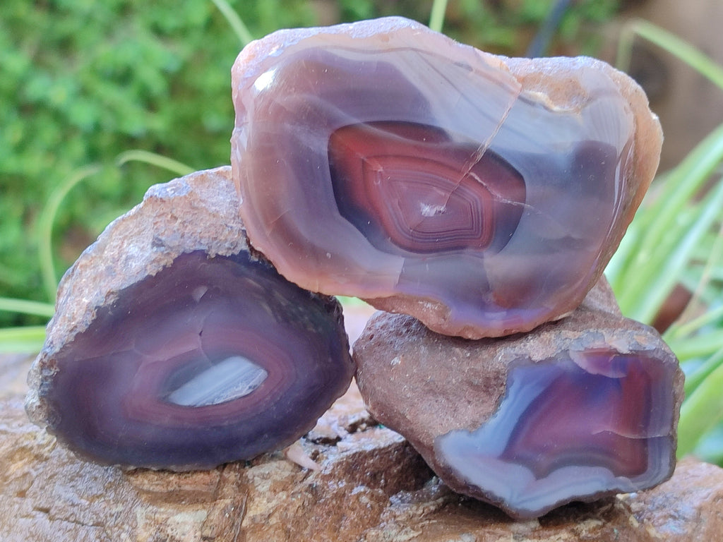 Polished On One Side Red Sashe River Agate Nodules x 12 From Zimbabwe - Toprock Gemstones and Minerals 