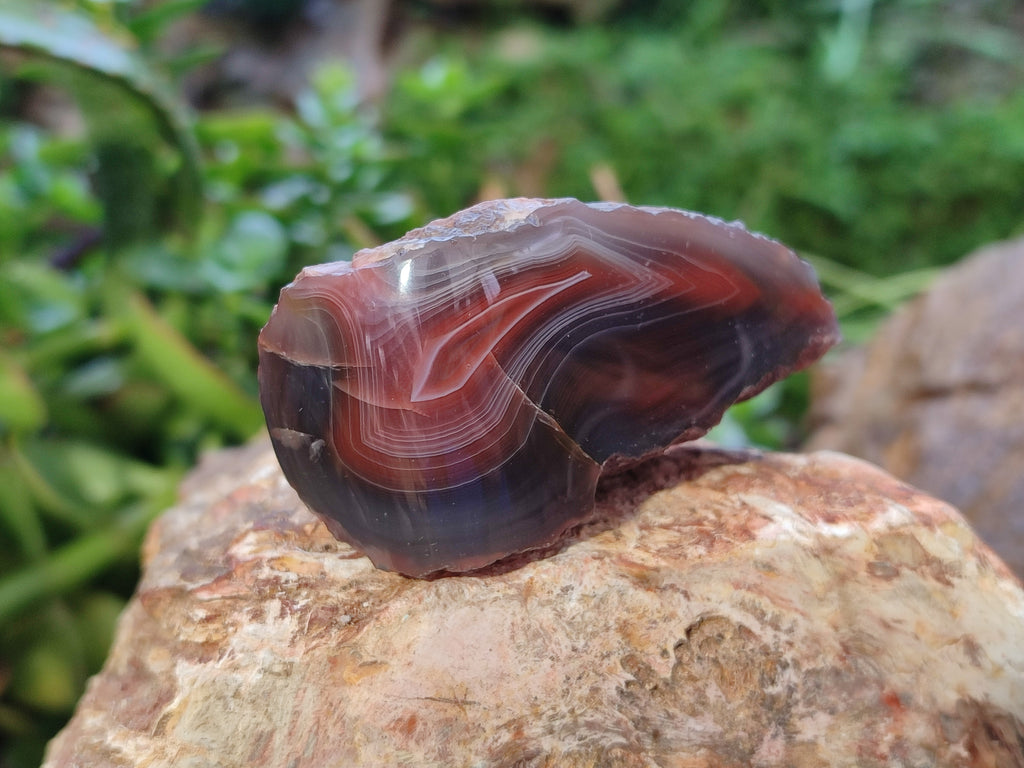 Polished On One Side Red Sashe River Agate Nodules x 12 From Zimbabwe - Toprock Gemstones and Minerals 