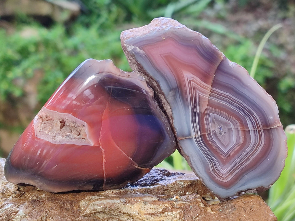 Polished On One Side Red Sashe River Agate Nodules x 12 From Zimbabwe - Toprock Gemstones and Minerals 