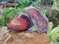 Polished On One Side Red Sashe River Agate Nodules x 12 From Zimbabwe - Toprock Gemstones and Minerals 