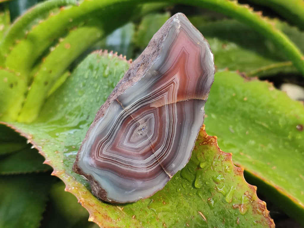 Polished On One Side Red Sashe River Agate Nodules x 12 From Zimbabwe - Toprock Gemstones and Minerals 