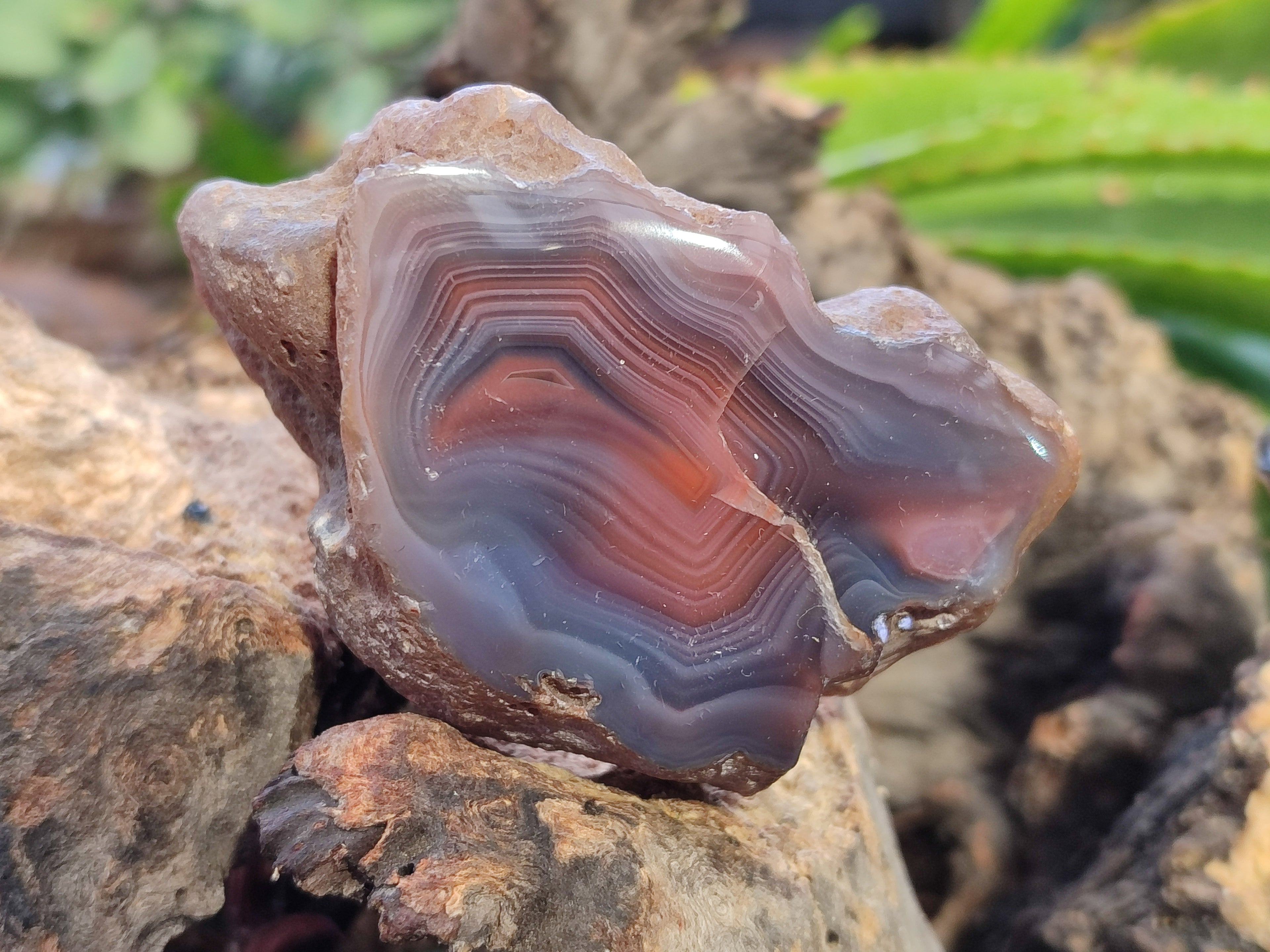 Polished On One Side Red Sashe River Agate Nodules x 12 From Zimbabwe - Toprock Gemstones and Minerals 
