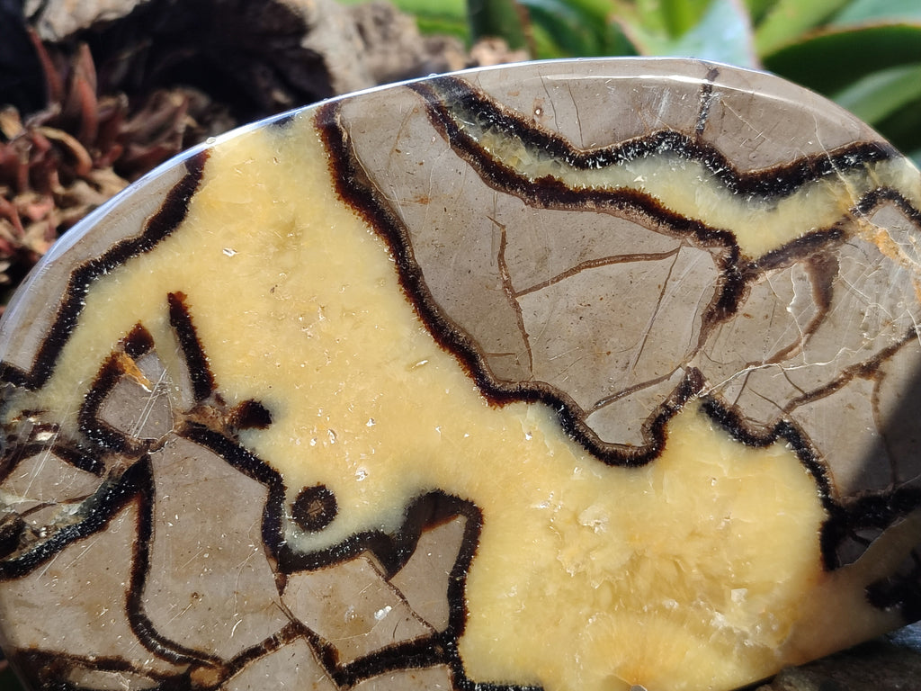 Polished Septerye Slices x 4 From Mahajanga, Madagascar - Toprock Gemstones and Minerals 