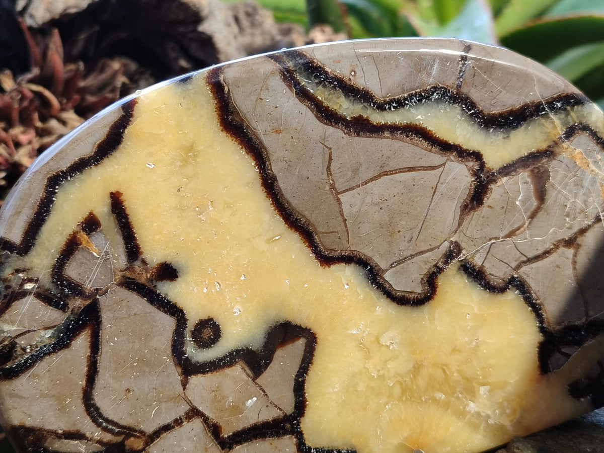 Polished Septerye Slices x 4 From Mahajanga, Madagascar - Toprock Gemstones and Minerals 