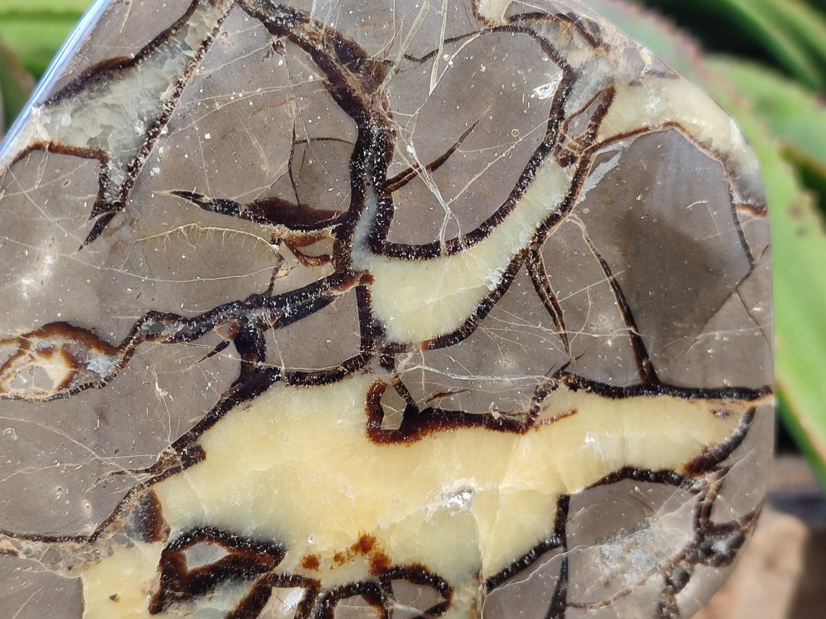 Polished Septerye Slices x 4 From Mahajanga, Madagascar - Toprock Gemstones and Minerals 