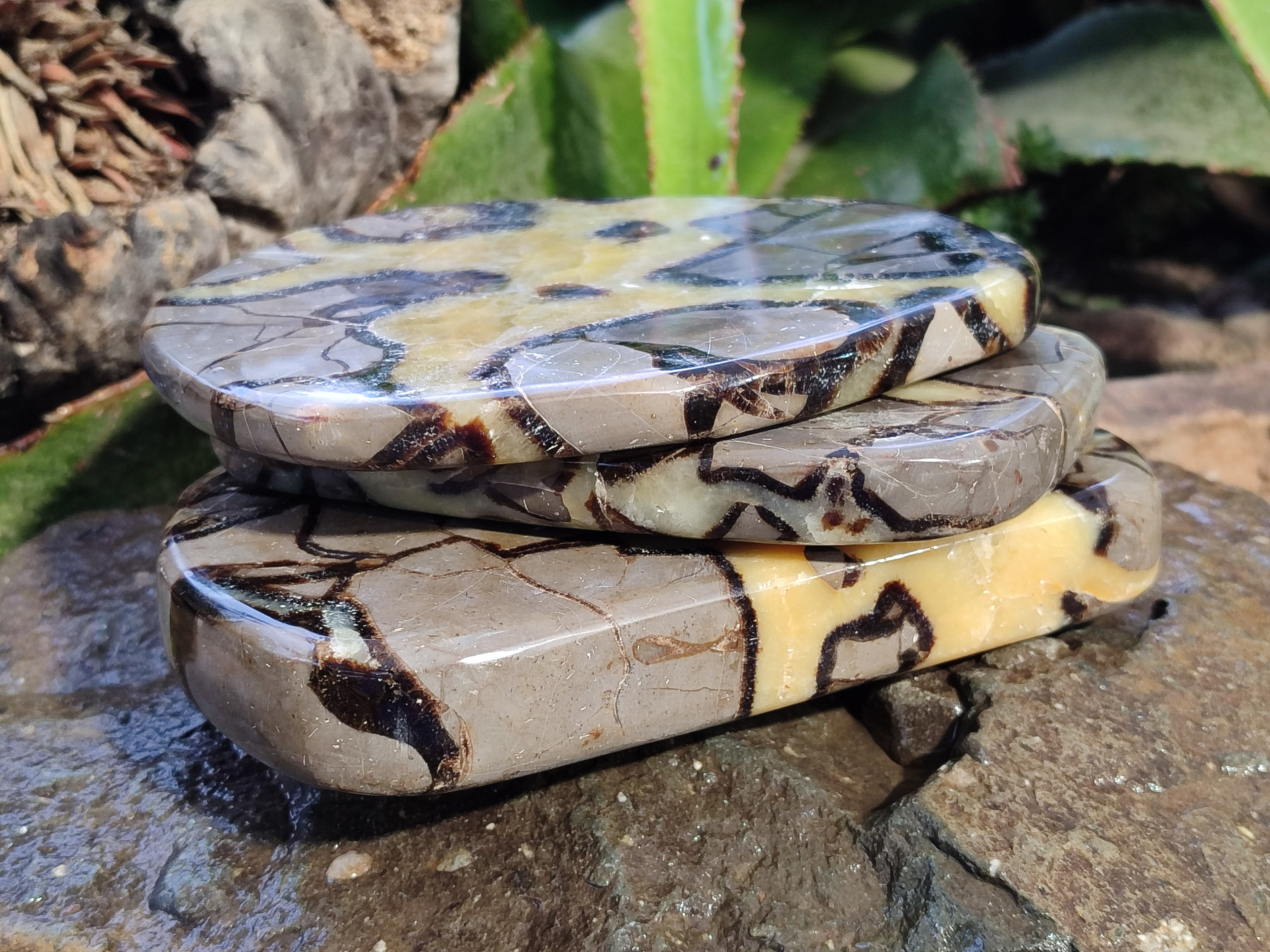 Polished Septerye Slices x 4 From Mahajanga, Madagascar - Toprock Gemstones and Minerals 