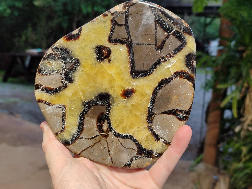 Polished Septerye Slices x 4 From Mahajanga, Madagascar - Toprock Gemstones and Minerals 