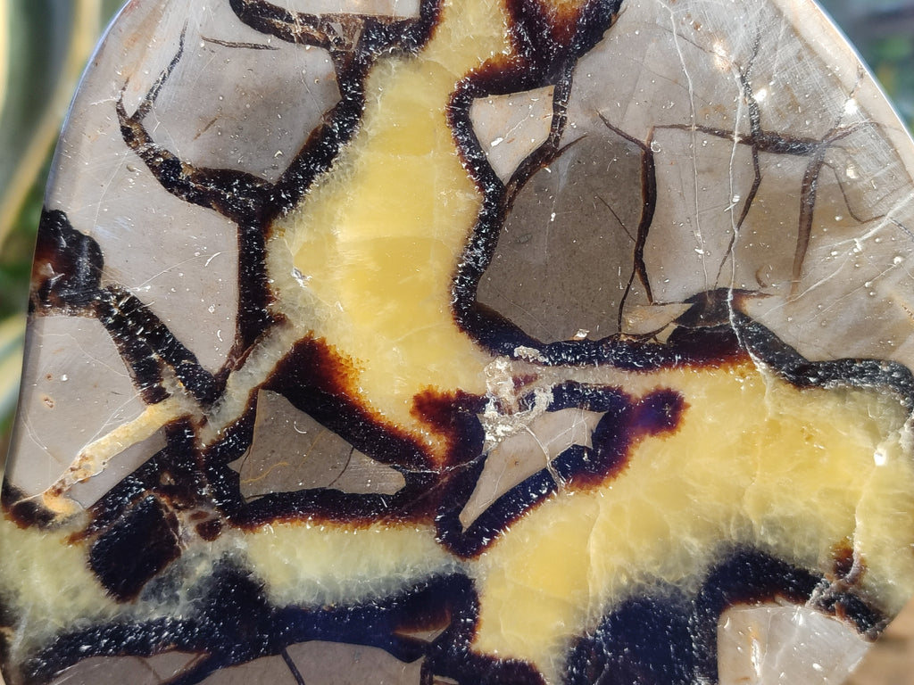 Polished Septerye Slices x 4 From Mahajanga, Madagascar - Toprock Gemstones and Minerals 