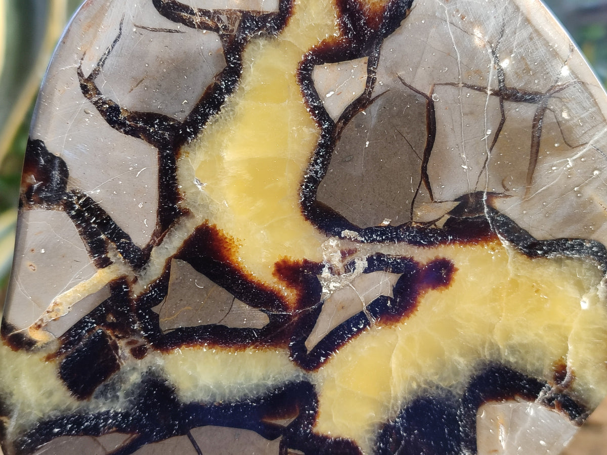 Polished Septerye Slices x 4 From Mahajanga, Madagascar - Toprock Gemstones and Minerals 