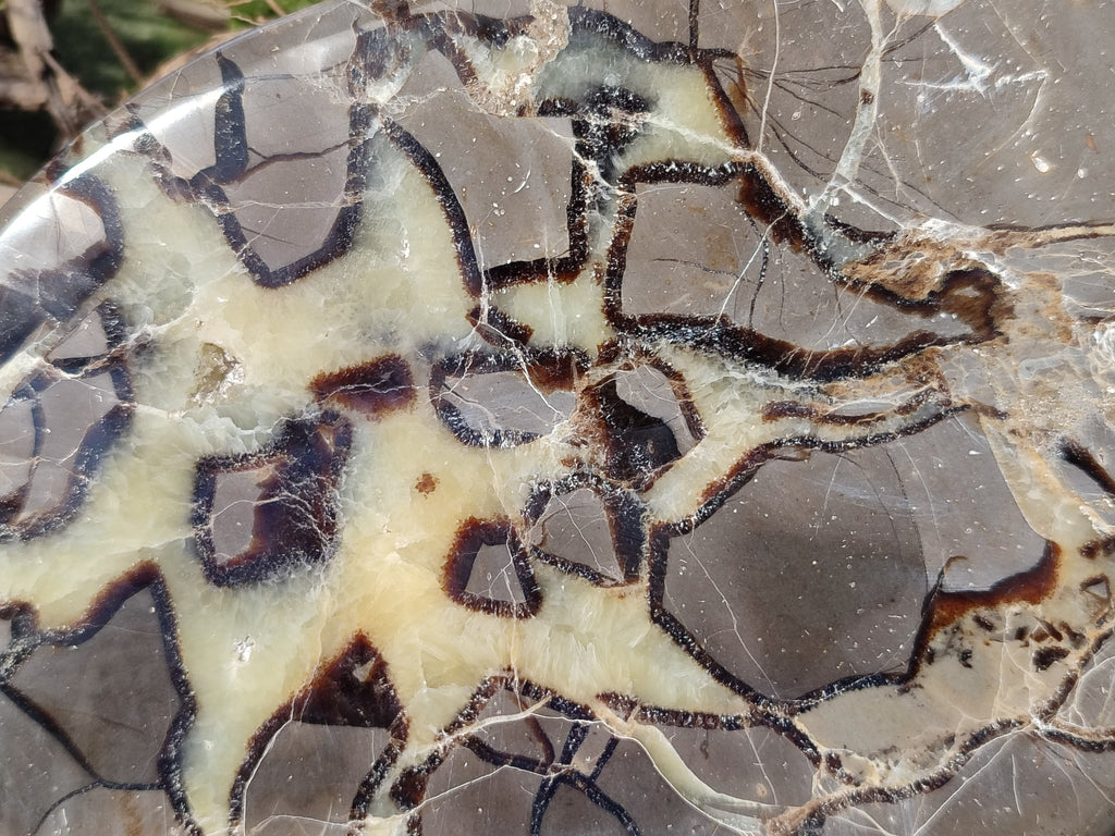 Polished Septerye Slices x 4 From Mahajanga, Madagascar - Toprock Gemstones and Minerals 
