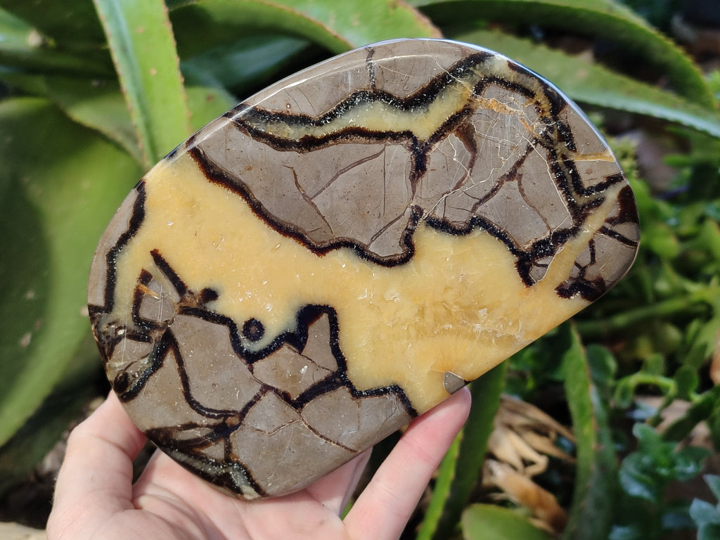 Polished Septerye Slices x 4 From Mahajanga, Madagascar - Toprock Gemstones and Minerals 