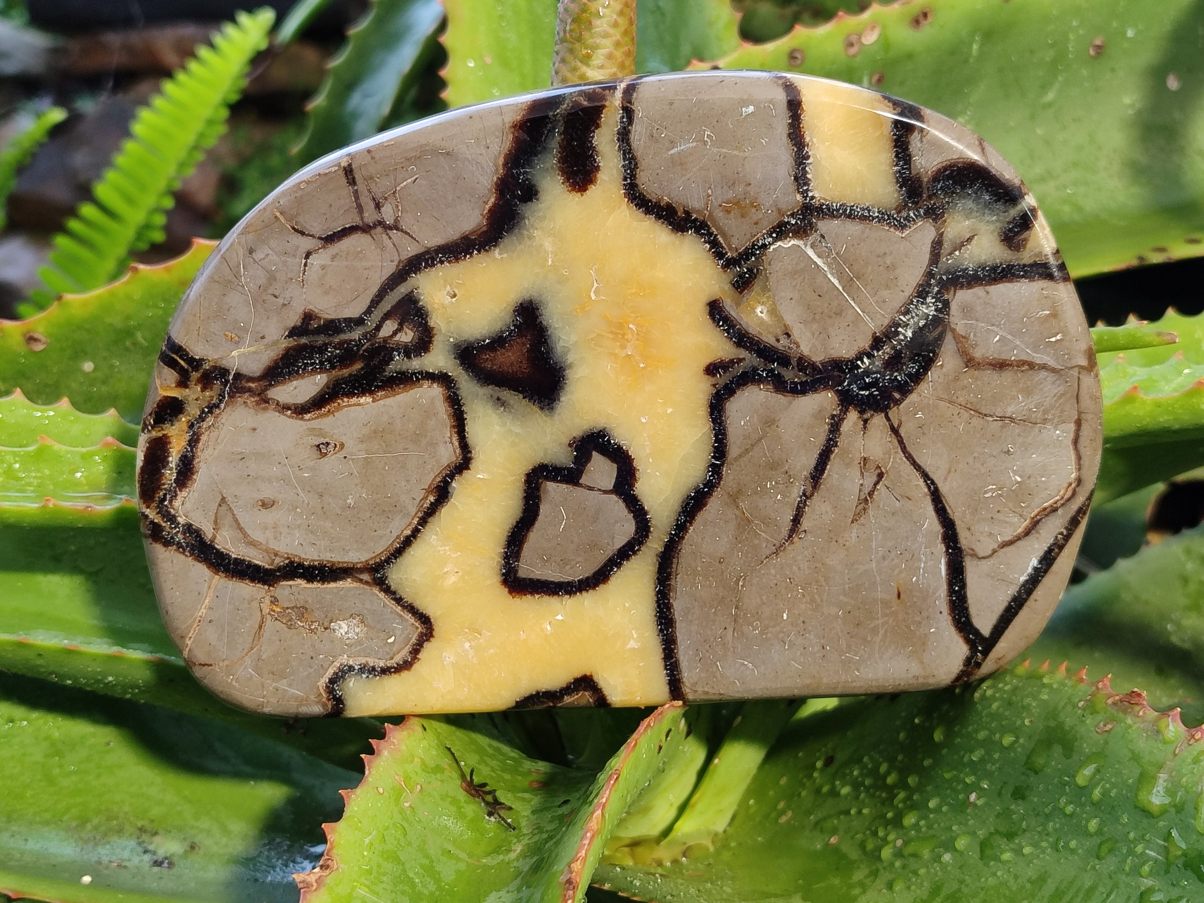 Polished Septerye Slices x 4 From Mahajanga, Madagascar - Toprock Gemstones and Minerals 