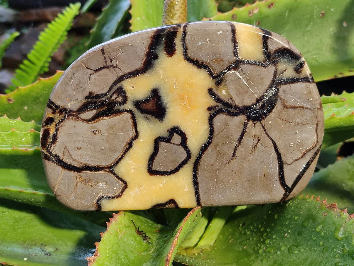 Polished Septerye Slices x 4 From Mahajanga, Madagascar - Toprock Gemstones and Minerals 