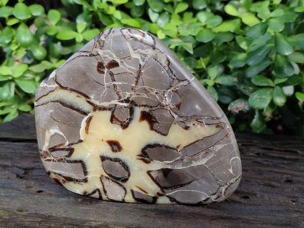 Polished Septerye Slices x 4 From Mahajanga, Madagascar - Toprock Gemstones and Minerals 