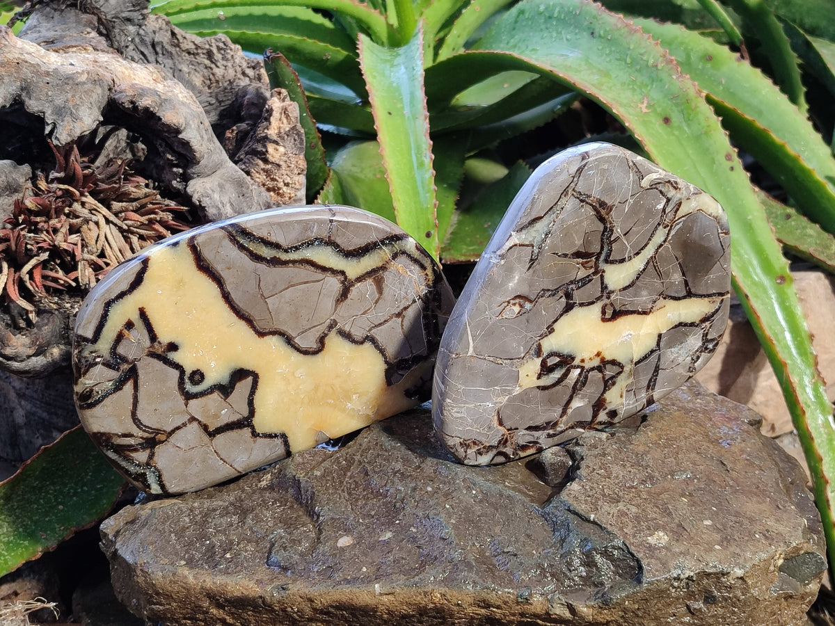 Polished Septerye Slices x 4 From Mahajanga, Madagascar - Toprock Gemstones and Minerals 