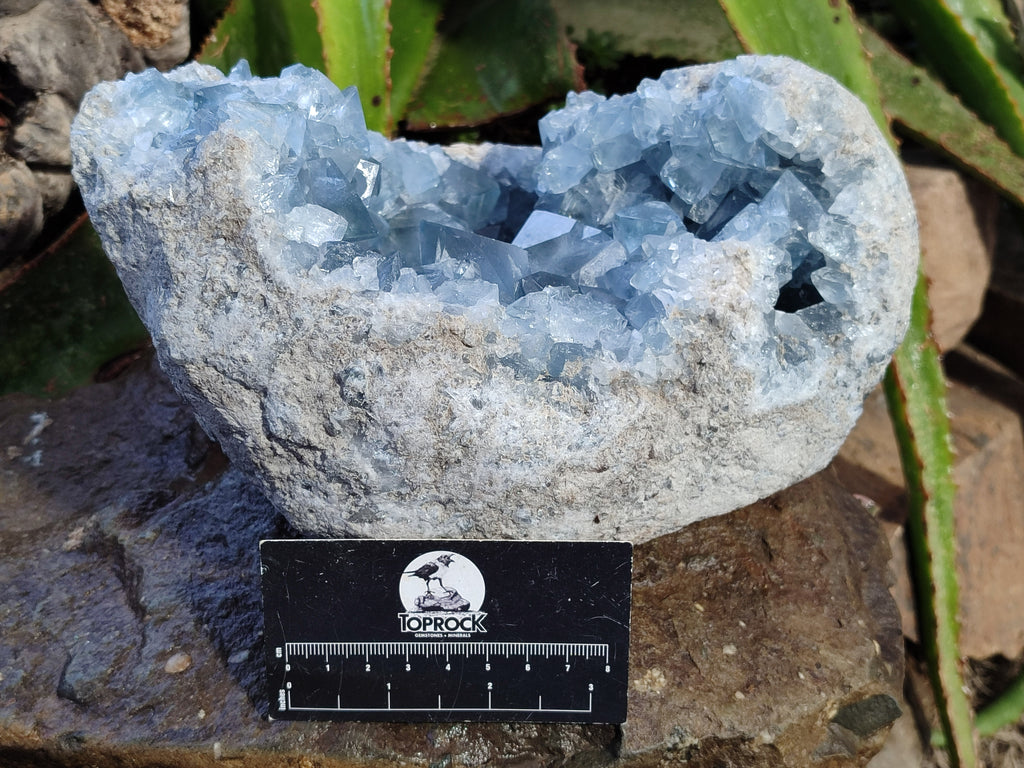 Natural Celestite Geode Specimens x 1 From Sakoany, Madagascar - Toprock Gemstones and Minerals 