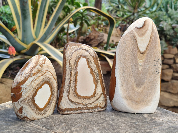 Polished Picture Stone Jasper Standing Free Forms x 3 From Ais-Ais, Namibia
