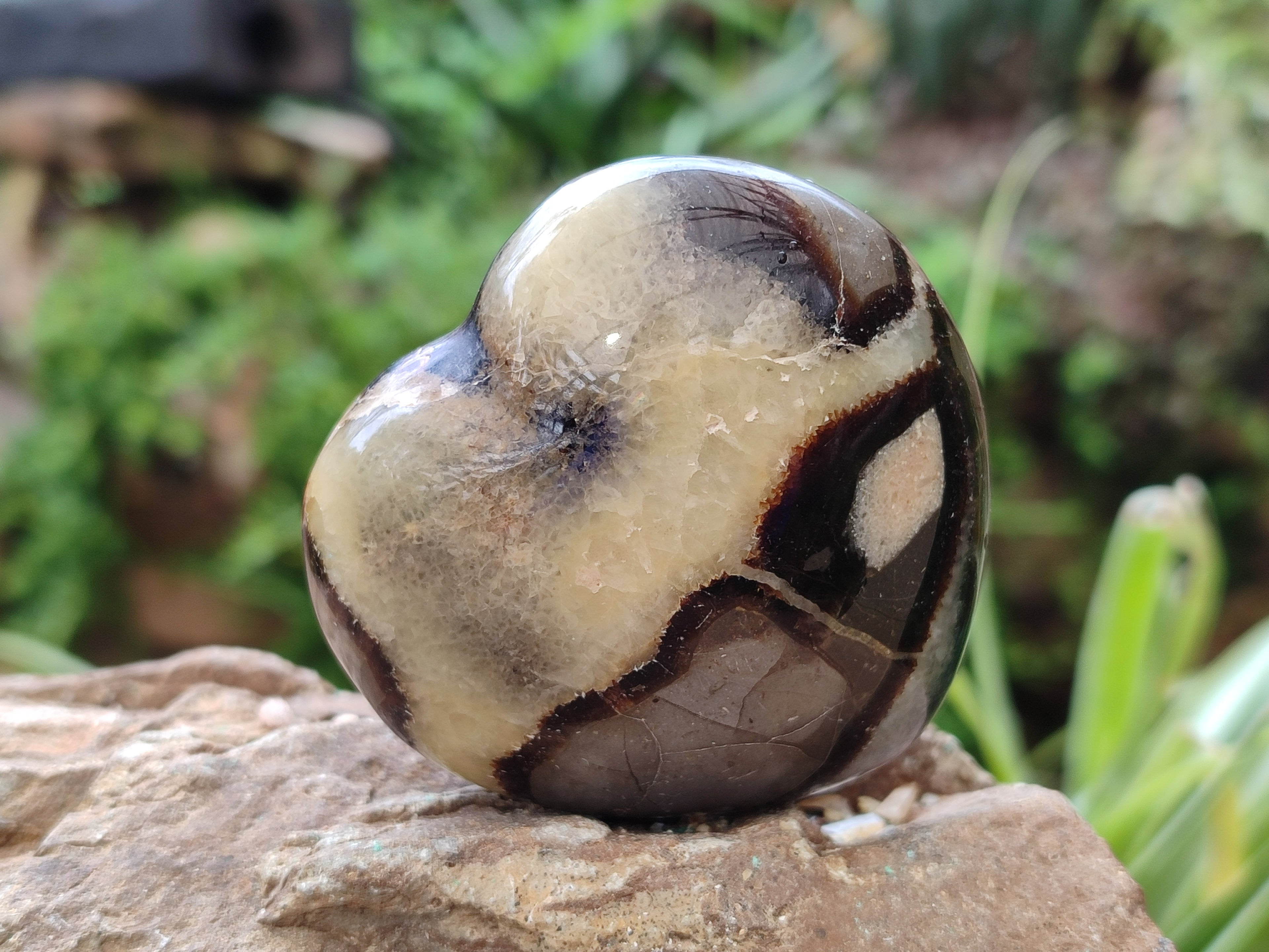 Polished Fossilized Septerye Hearts x 12 From Mahajanga, Madagascar - Toprock Gemstones and Minerals 