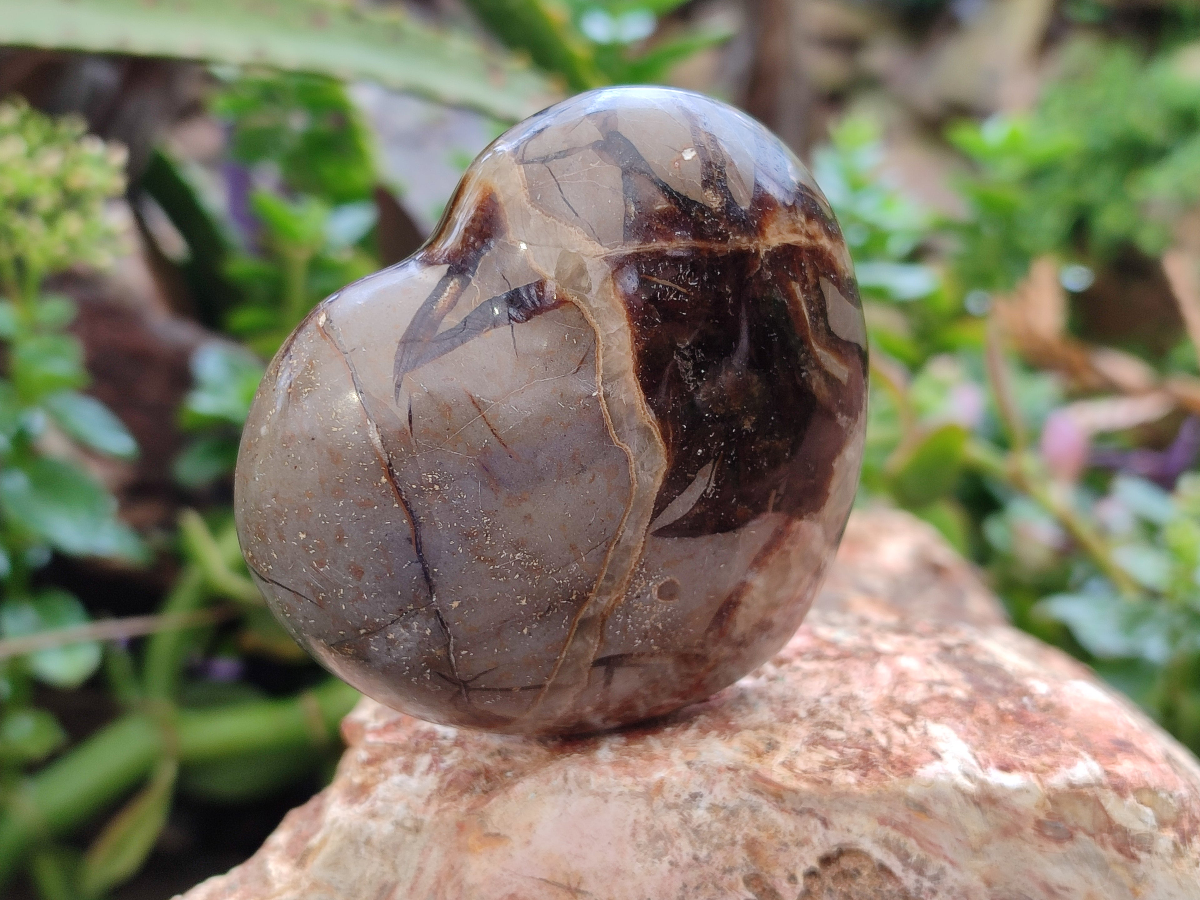 Polished Fossilized Septerye Hearts x 12 From Mahajanga, Madagascar - Toprock Gemstones and Minerals 