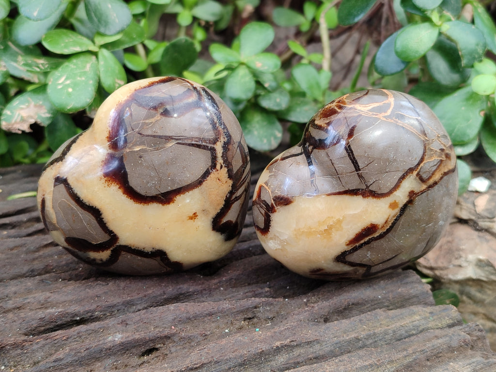 Polished Fossilized Septerye Hearts x 12 From Mahajanga, Madagascar - Toprock Gemstones and Minerals 
