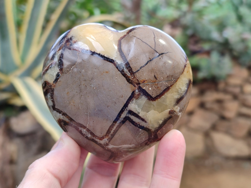 Polished Fossilized Septerye Hearts x 12 From Mahajanga, Madagascar - Toprock Gemstones and Minerals 