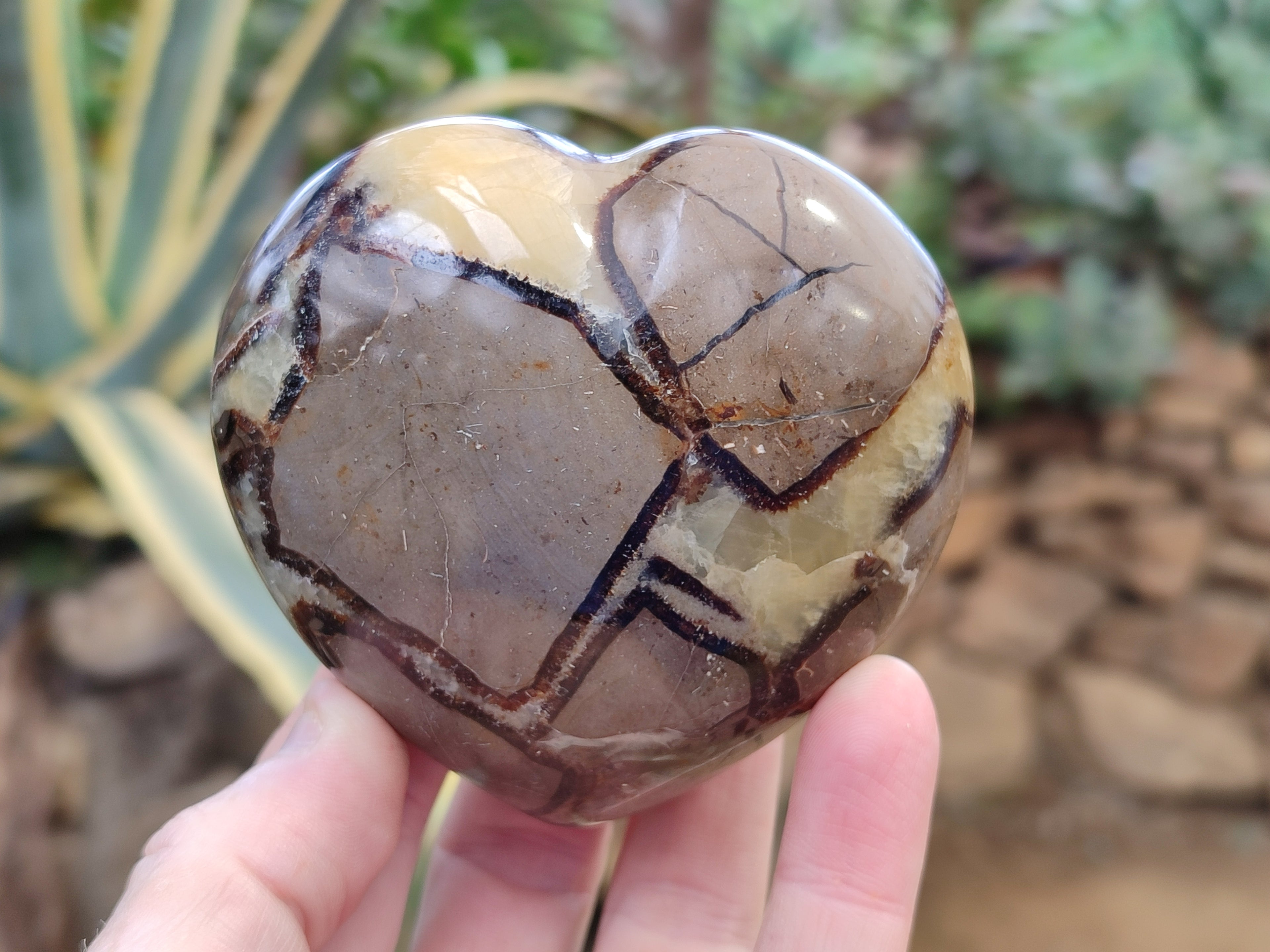 Polished Fossilized Septerye Hearts x 12 From Mahajanga, Madagascar - Toprock Gemstones and Minerals 