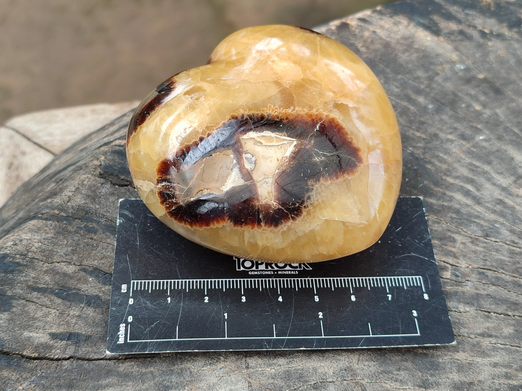 Polished Fossilized Septerye Hearts x 12 From Mahajanga, Madagascar - Toprock Gemstones and Minerals 