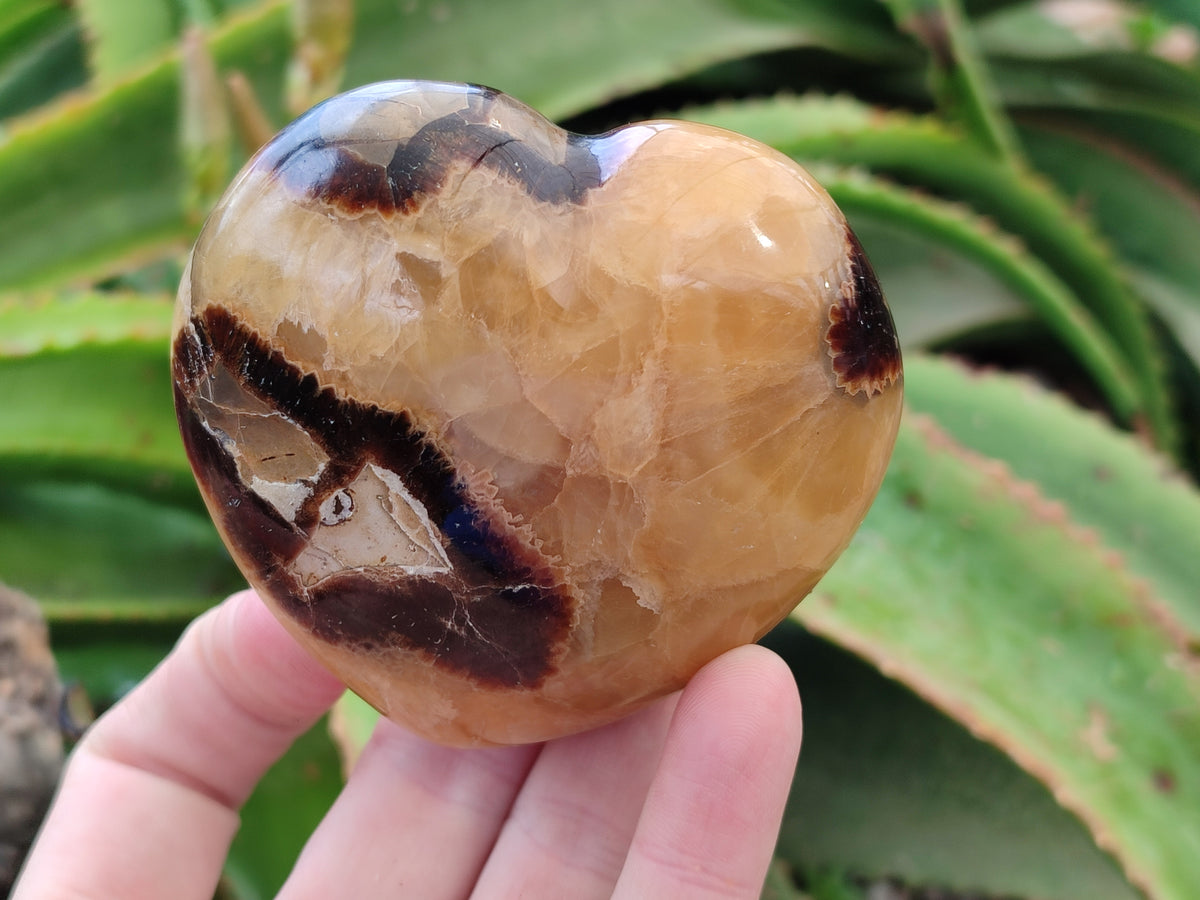 Polished Fossilized Septerye Hearts x 12 From Mahajanga, Madagascar - Toprock Gemstones and Minerals 