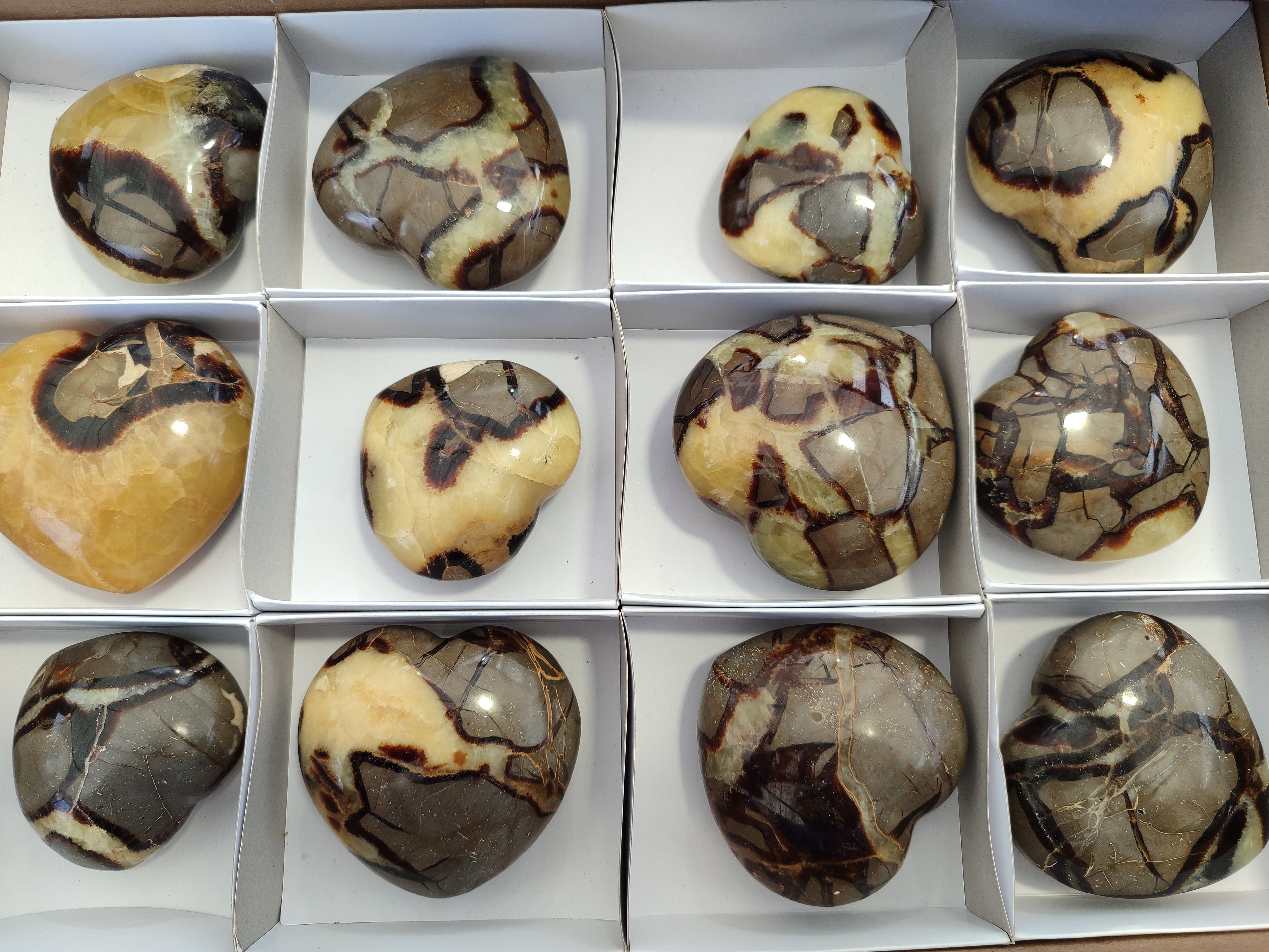 Polished Fossilized Septerye Hearts x 12 From Mahajanga, Madagascar - Toprock Gemstones and Minerals 