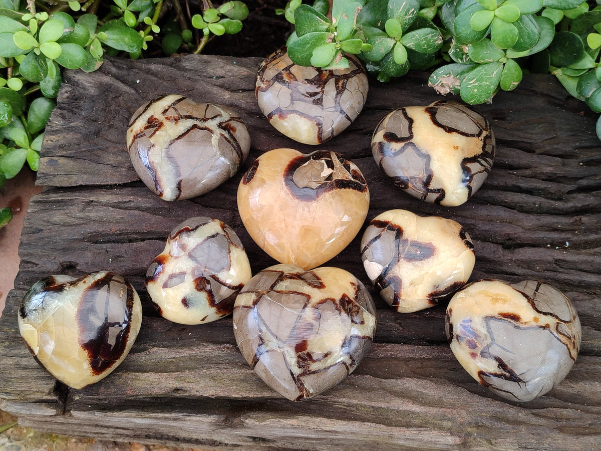 Polished Fossilized Septerye Hearts x 12 From Mahajanga, Madagascar - Toprock Gemstones and Minerals 