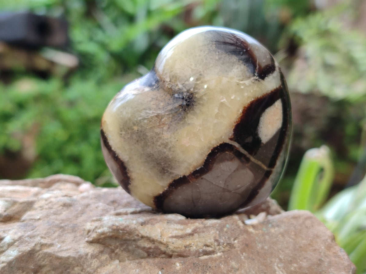 Polished Fossilized Septerye Hearts x 12 From Mahajanga, Madagascar - Toprock Gemstones and Minerals 