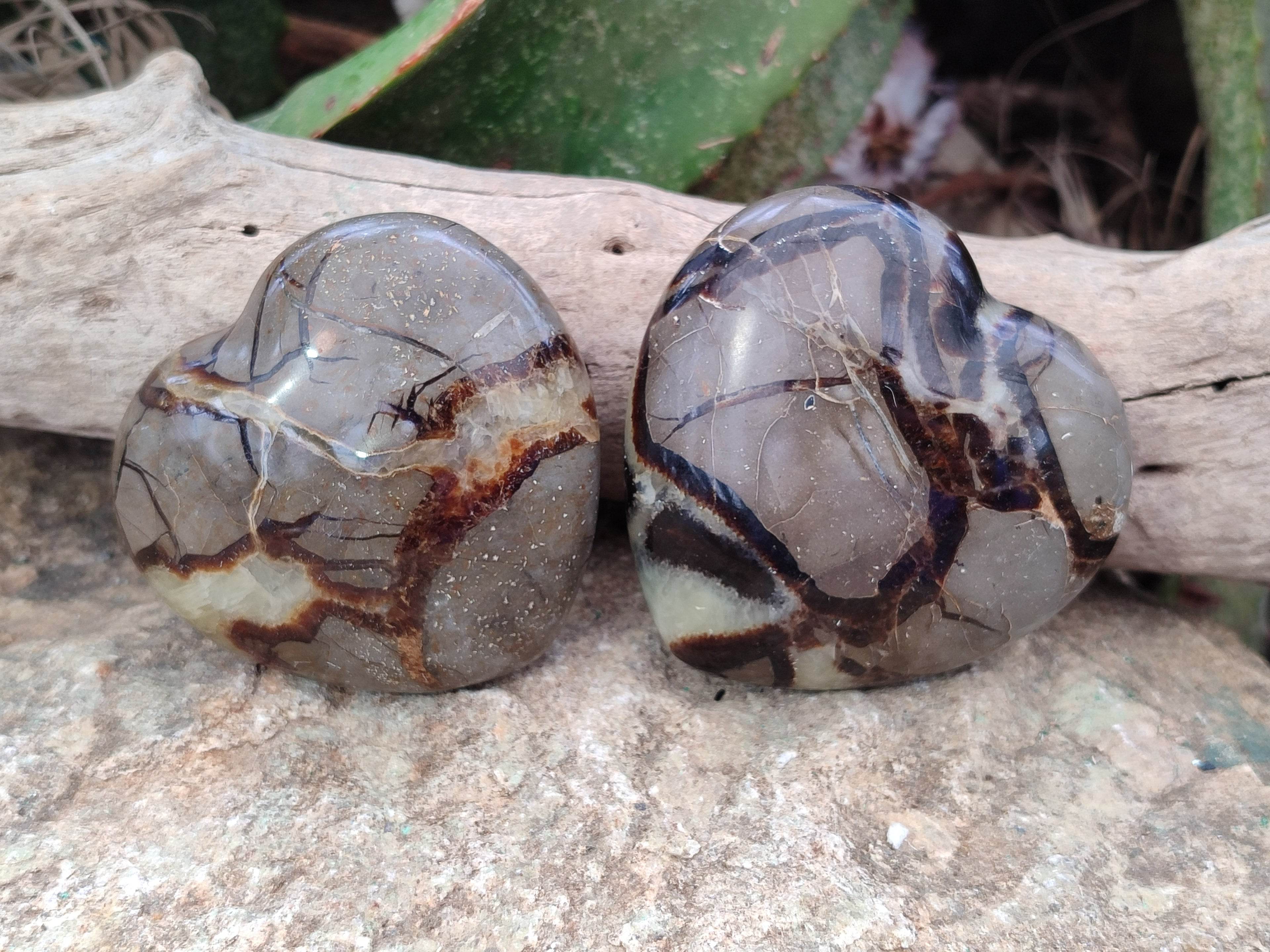 Polished Fossilized Septerye Hearts x 12 From Mahajanga, Madagascar - Toprock Gemstones and Minerals 